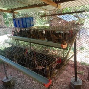 Quail Layer Cages