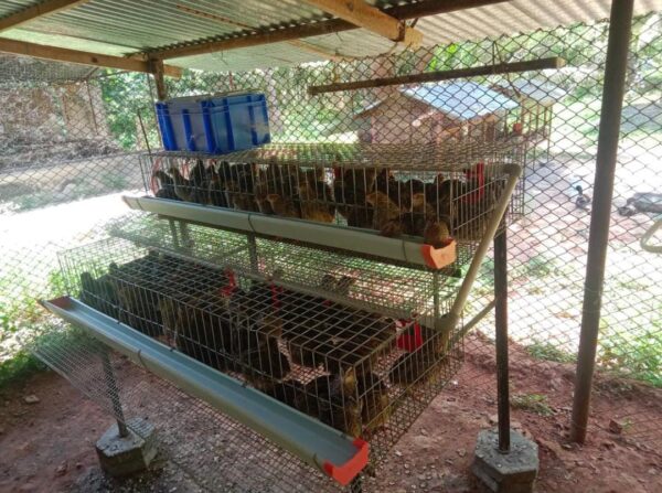 Quail Layer Cages