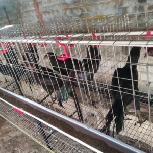 Country Cages (Natu kozhi Koondu Big)