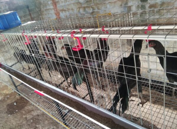 Country Cages (Natu kozhi Koondu Big)